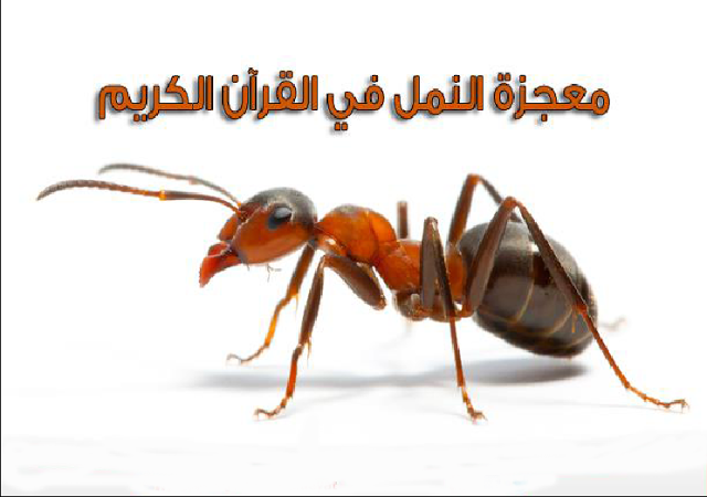 معجزة النمل فى القرآن الكريم