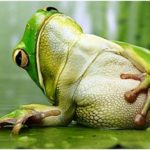 قصص واقعية  Funny_frog3-150x150