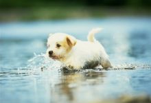 كلب صغير في الماء
