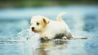 كلب صغير في الماء