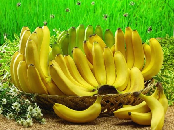 قصة القرد المحتال وقشره الموز للأطفال