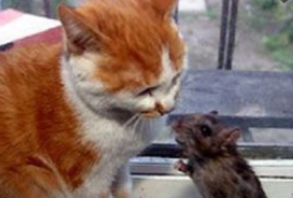 القط المحتال وملك الفئران