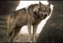 حرية الذئب