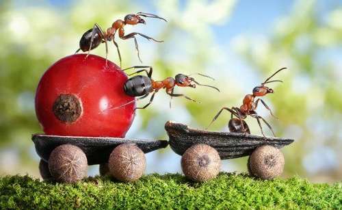 النملة المجتهدة