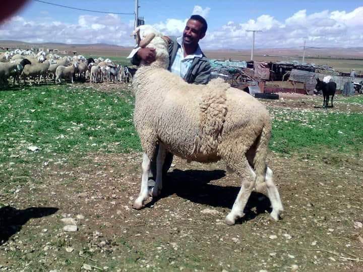 سجى والنعجة السمينة