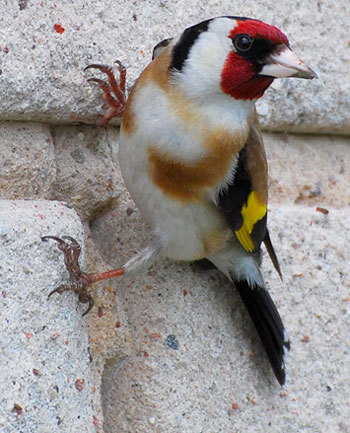 سجى وعصفورة الثلج