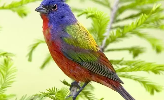 صورة طائر بألوان رائعة