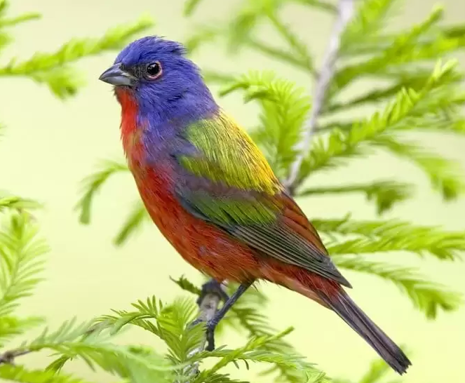 صورة طائر بألوان رائعة