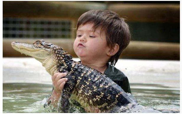 التمساح والصبي الصغير