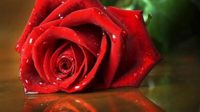 وردة حمراء دلالة على الحب.