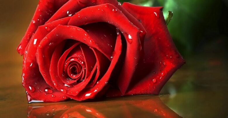 وردة حمراء دلالة على الحب.