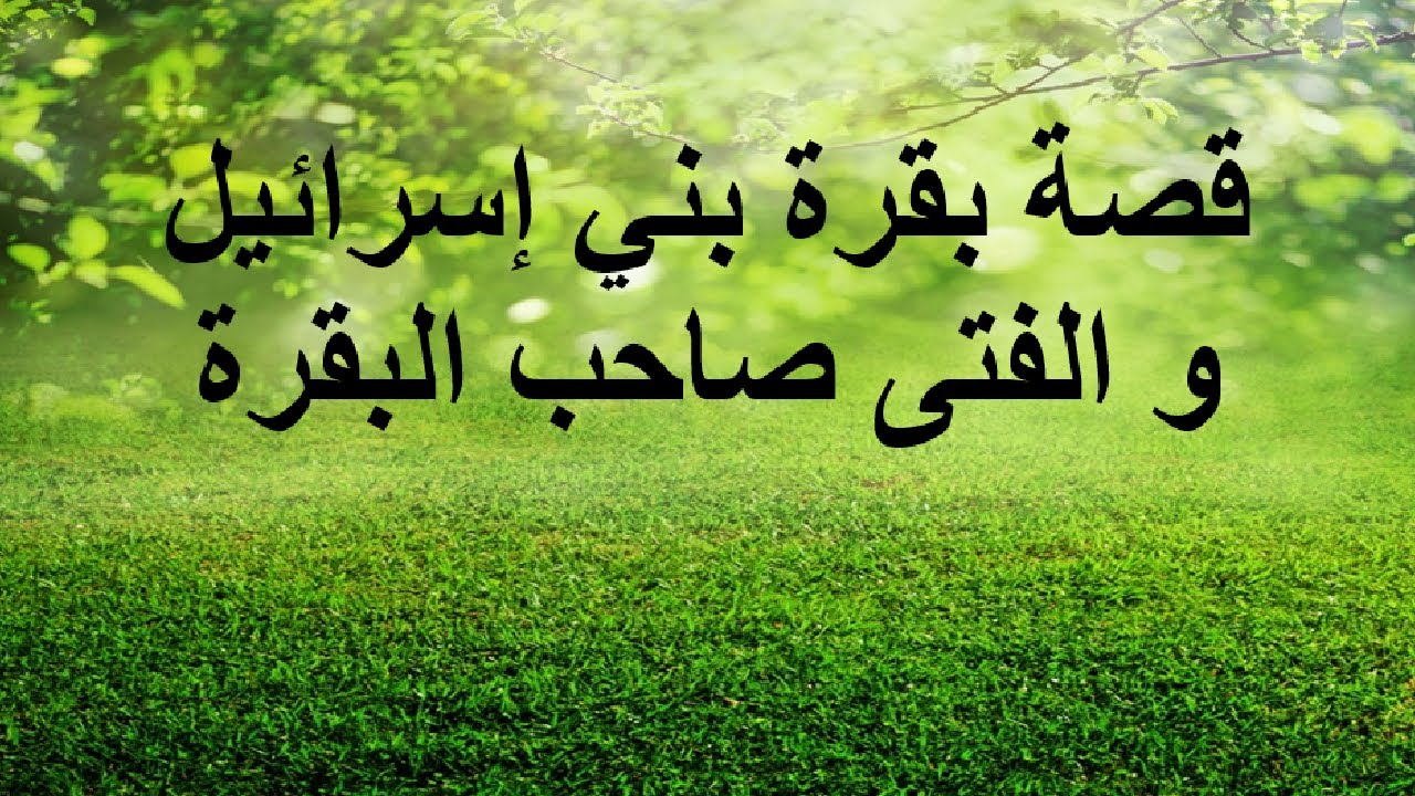 بقرة بني اسرأئيل الفتى صاحبها.