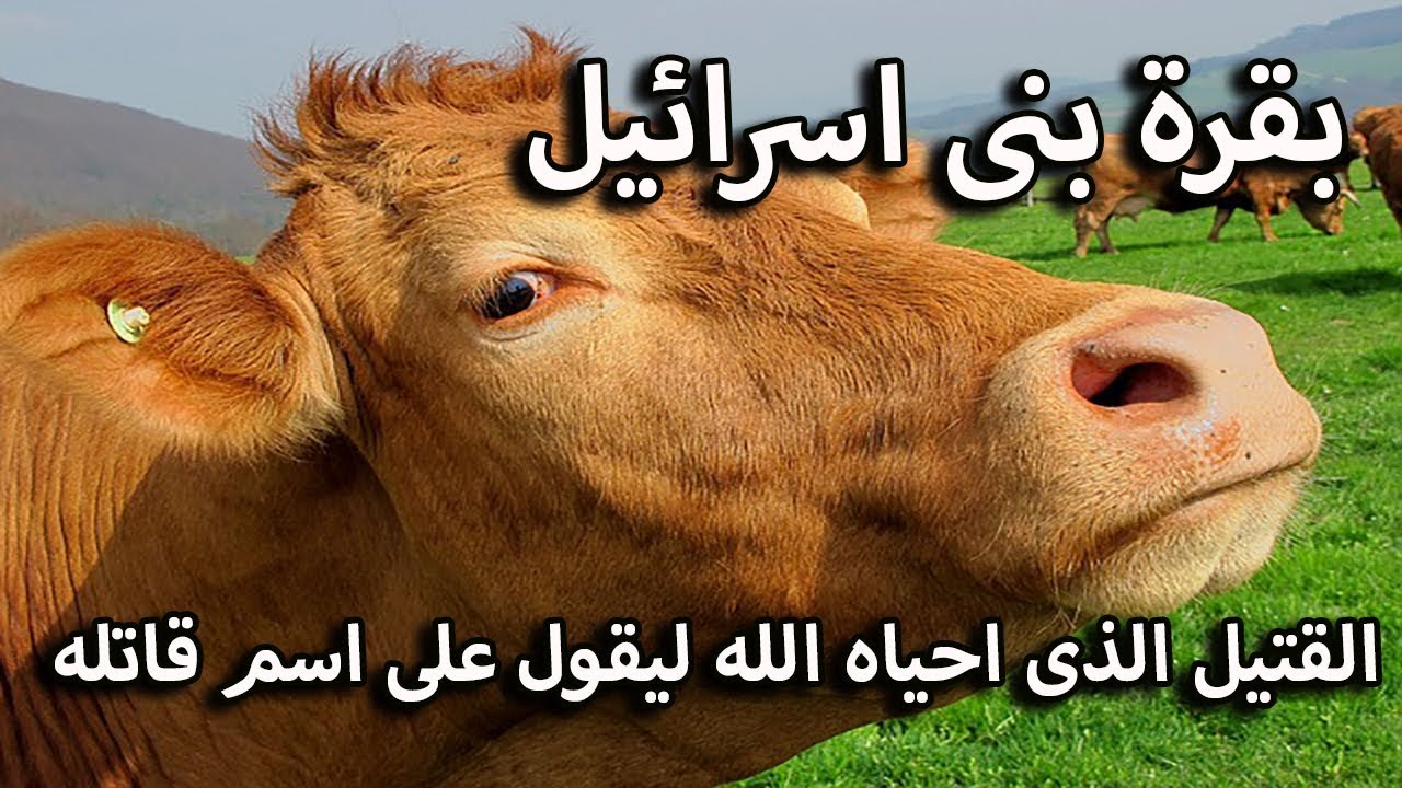 البقرة التي أحياها الله بعد موتها لتكشف عن سر القاتل.