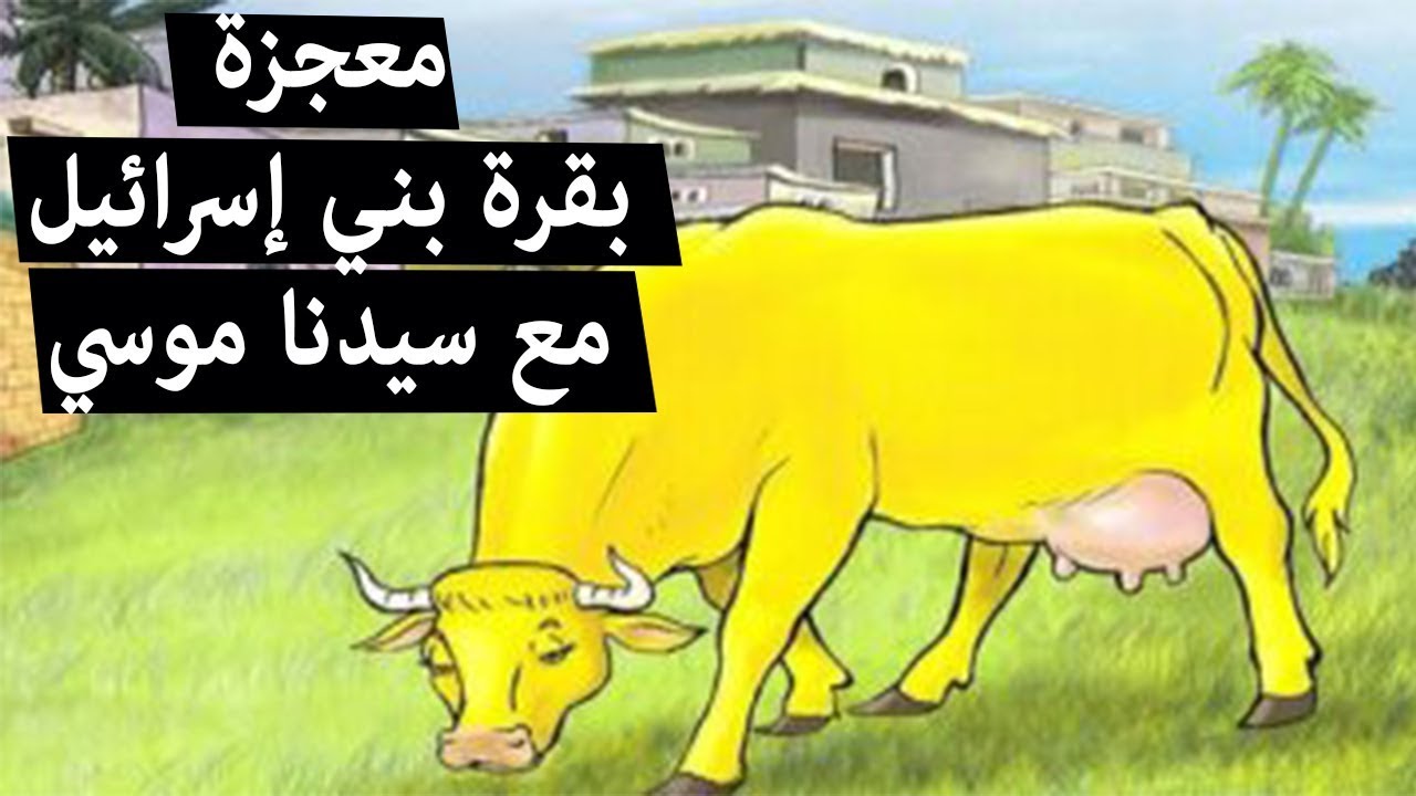 قصة بقرة بني إسرائيل المعجزة.