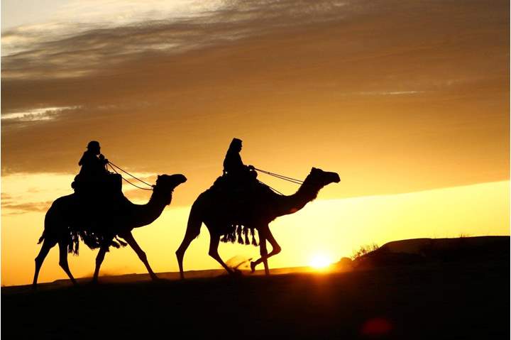 صحابة فوق الجمال