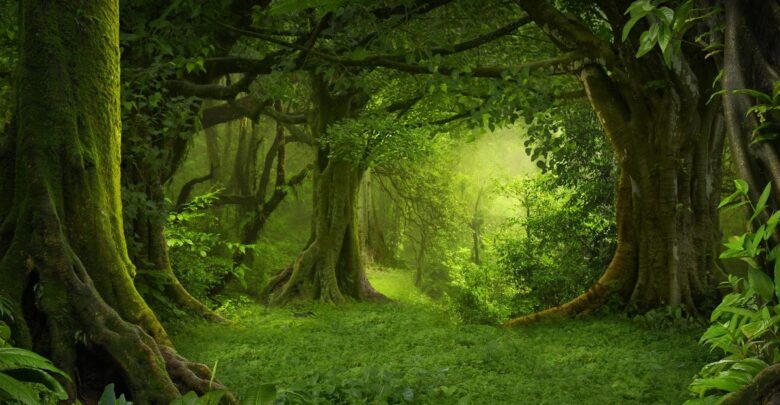 الغابة الخضراء