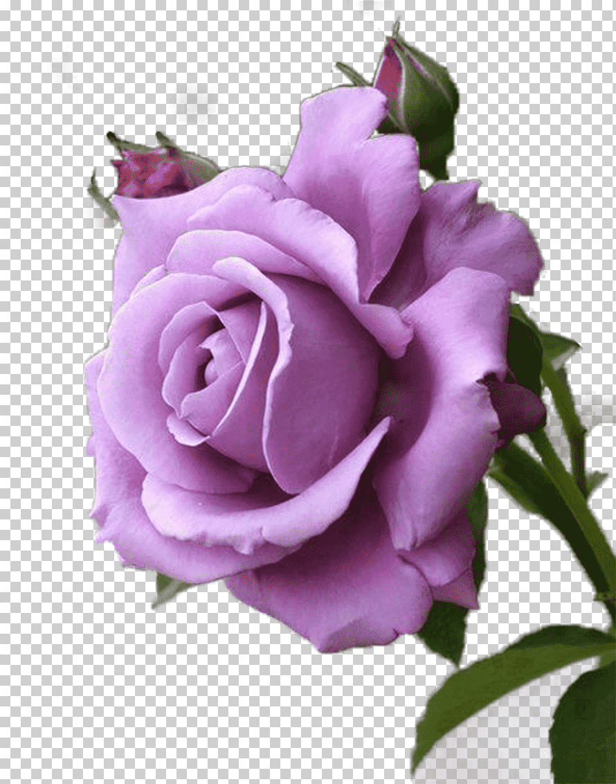وردة