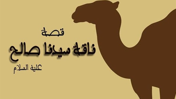 ظل ناقة