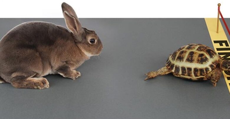 قصة السلحفاة والأرنب