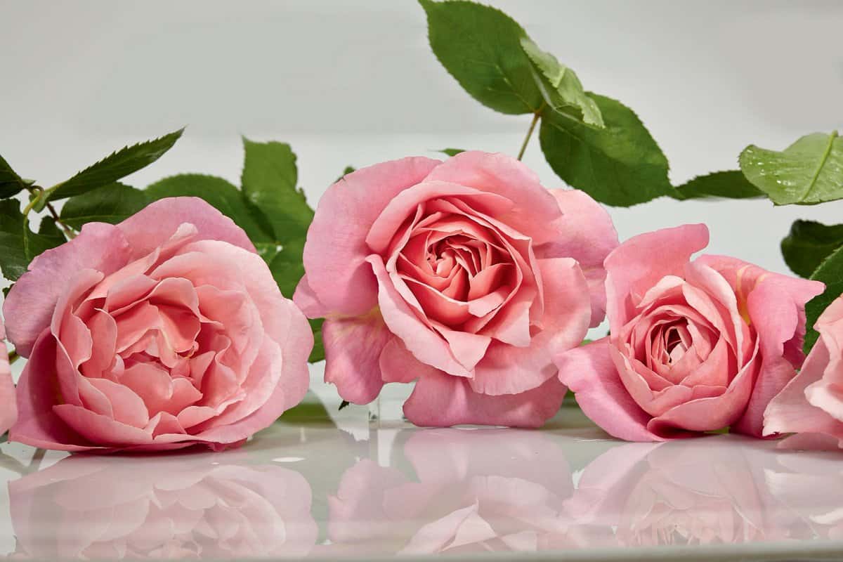 صور ورود جميلة