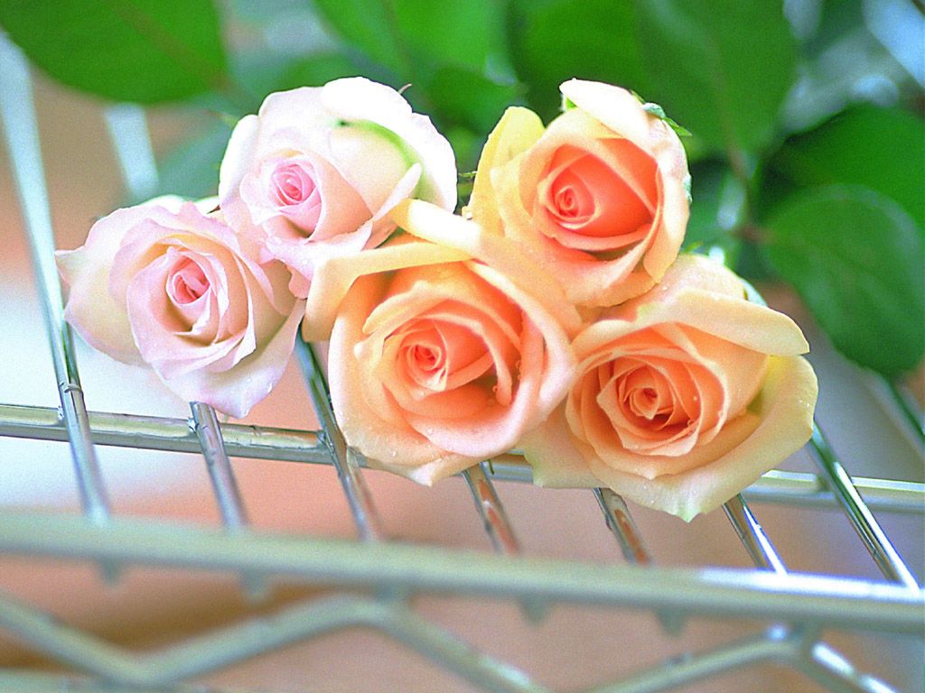 صور عن الورود