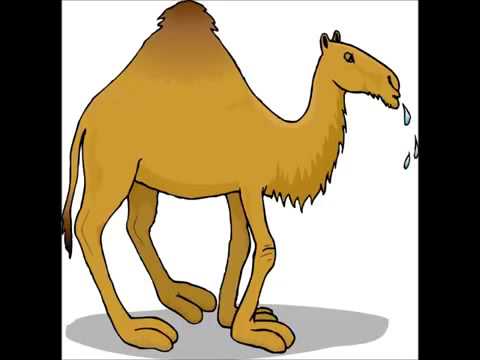 جمل اعرج