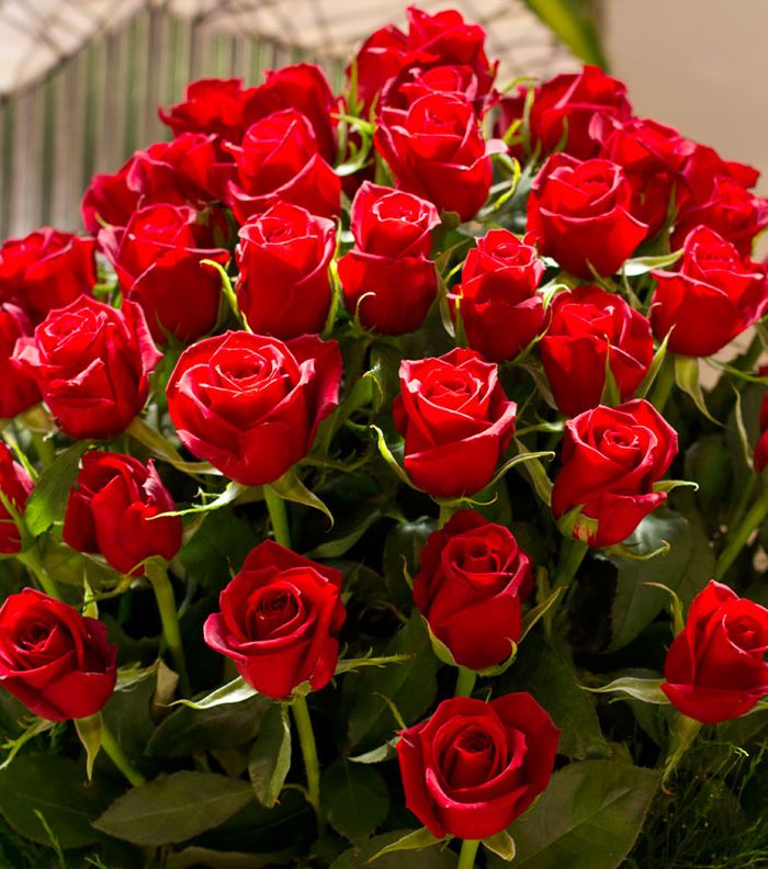 صورة لورود حمراء