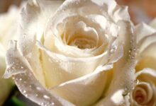 جمال الورد الأبيض