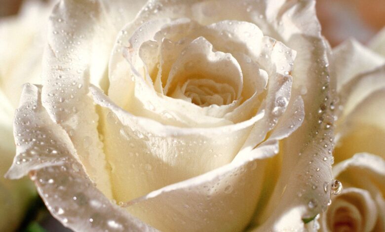 جمال الورد الأبيض