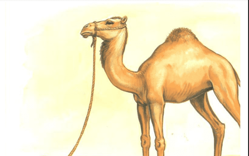 قصص